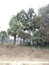 Beautiful snap of Borassus flabellifer Asian palmyra palm Plants in jungle village route nawada Bihar india